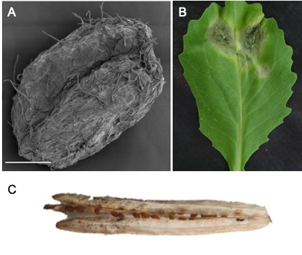 Site web SFM - Section mycologie - Fungus of the month - Alternaria - Figure 2