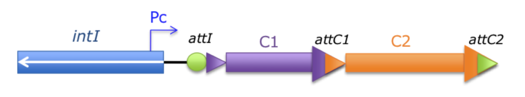 INTEGRONS1