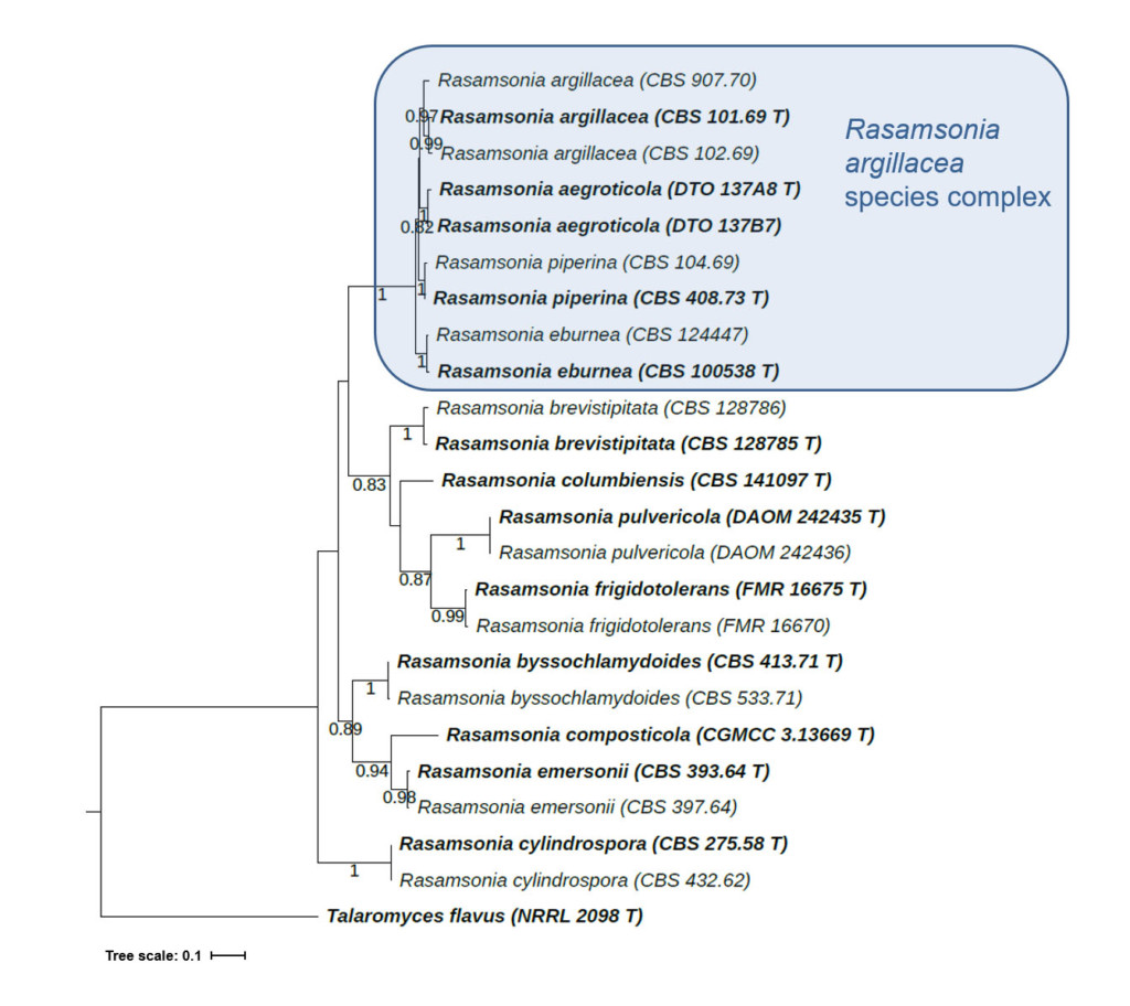 Le Champignon du mois - mars 2021 - Complexe Rasamsonia argillacea - Figure 1