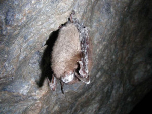 Le champignon du mois - Pseudogymoascus destructans - Figure 1