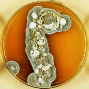 Le champignon du mois - Pseudogymoascus destructans - Figure 2