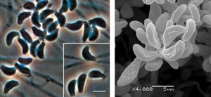 Le champignon du mois - Pseudogymoascus destructans - Figure 3