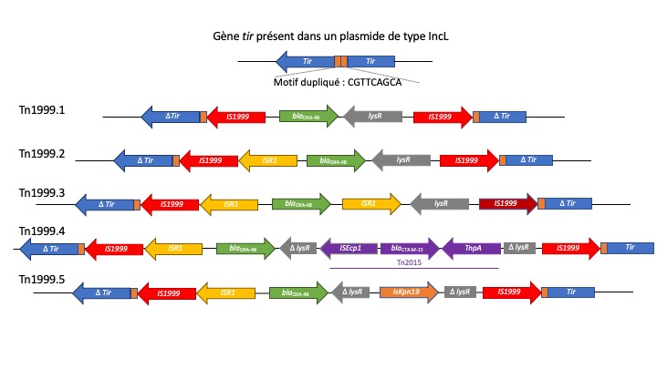 Diapositive2