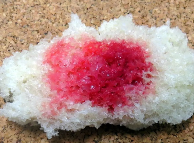 serratia-marcescens